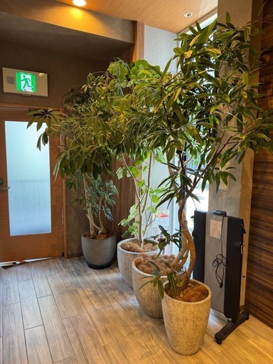 観葉植物4本