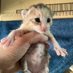 2025年12月28日生まれ(仮決定、受付終了) - 猫