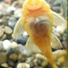 熱帯魚恵庭　ミニブッシープレコゴールデンの画像