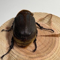 ⑨ ヘラクレスオオカブト新成虫♀1匹の画像