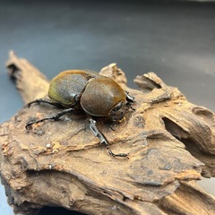 【小盾板 台形】極短極太61mm ♀単DHヘラクレス ※送料事前連絡にて変更可 ※直接受け渡しに変更可の画像