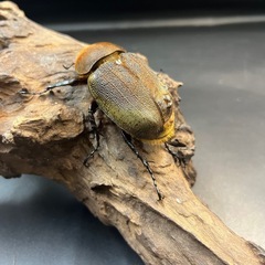 【極短極太】63mm ♀単DHヘラクレス ※送料事前連絡にて変更可 ※直接受け渡しに変更可 の画像