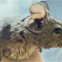 デグーの赤ちゃん（妊娠中のメス）イージーホーム40ハイメッシュゲ...