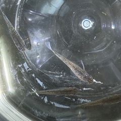 【決まりました】改良メダカ　サファイア　6匹　オスメスの画像