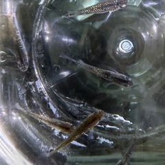 【決まりました】改良メダカ　サファイア　6匹　オスメスの画像