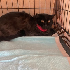 黒長毛♂3歳