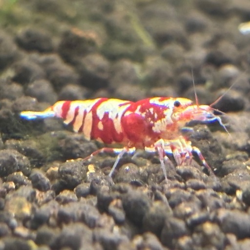 【業務販売:100匹1ロット】レッドファンシータイガーシュリンプ