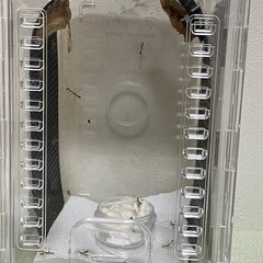 カマキリ 幼体 ケース付き
の画像