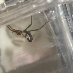 ユウレイヒレアシナナフシ幼体の画像