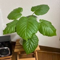 【受け渡し決定】観葉植物🪴ウンベラータの画像