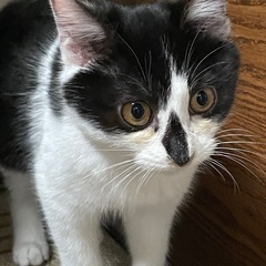 保護猫3ヶ月男の子ずんぐり体型　只今譲渡お話中ですので一旦…