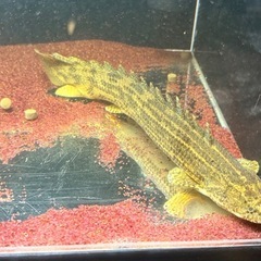 ポリプテルス・ビキール・ビキールの画像