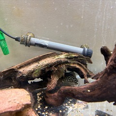 熱帯魚　キンペコ　コリドラス　引き取りの画像