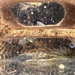 熱帯魚　キンペコ　コリドラス　引き取りの画像