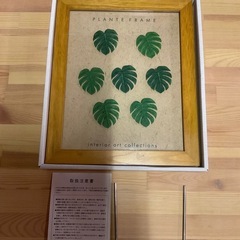 モンステラ　アートリーフ？の画像