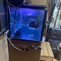 二層のガラス水槽セット120の画像