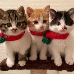 キャットフードセット