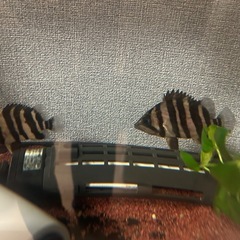 ダトニオプラスワン　パーフェクトバンド約6〜10cm腹巻きの画像