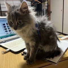 サイベリアン風な女の子