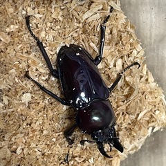 ニジイロクワガタ(交配済み) ノーマル♂1頭 紫紺ピカール(ブルーの子)♂1頭 おまけ♀2頭の画像