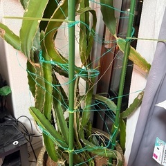 ドラゴンフルーツのサボテンの画像