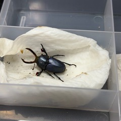 パプアキンイロクワガタ　ブルー　♂フリーサイズペア