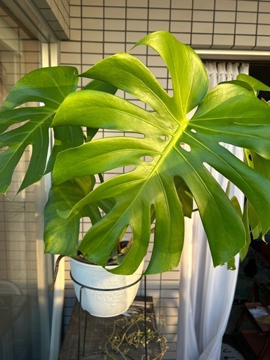 観葉植物　モンステラ　大