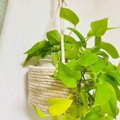ポトス、観葉植物の画像