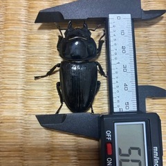 久留米オオクワガタ♀の画像