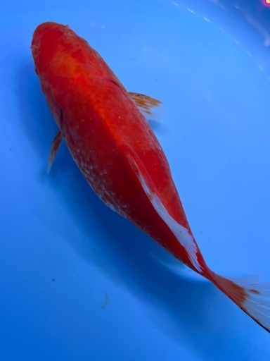 大きい金魚　ミロ玉　きんぎょ　キンギョ　
