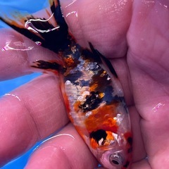 きんぎょ　銀鱗朱文金　長尾産　金魚の画像