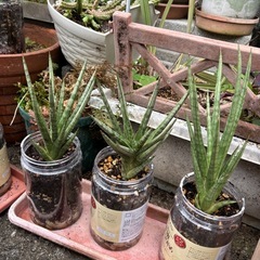 サンスベリアの画像