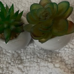 フェイクサボテンの画像