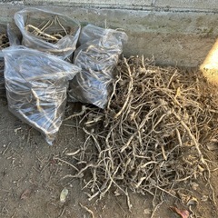 ミョウガの地下茎の画像