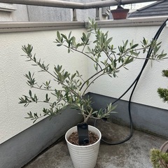 オリーブの木の画像