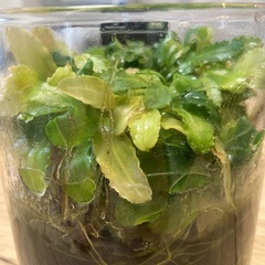 ブセファランドラ ティアグリーンの画像