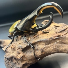 ♀追加可【新成虫】DHヘラクレス♂127mm  ※送料事前連絡にて変更可 ※直接受け渡しに変更可の画像