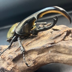 ♀追加可 DHヘラクレス♂132mm※送料事前連絡にて変更可 ※直接受け渡しに変更可の画像