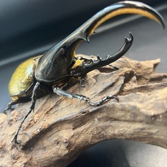♀追加可【新成虫】DHヘラクレス♂137mm② ※送料事前連絡にて変更可 ※直接受け渡しに変更可の画像