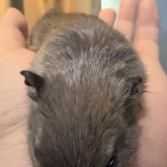 カラージャービル