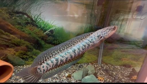 熱帯魚　レッドギャラクシーコウタイ