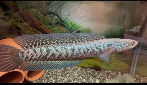 熱帯魚　レッドギャラクシーコウタイ