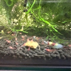 初出品ルリーシュリンプ　10匹2000円の画像