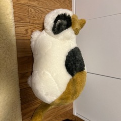 猫　　ぬいぐるみ
の画像