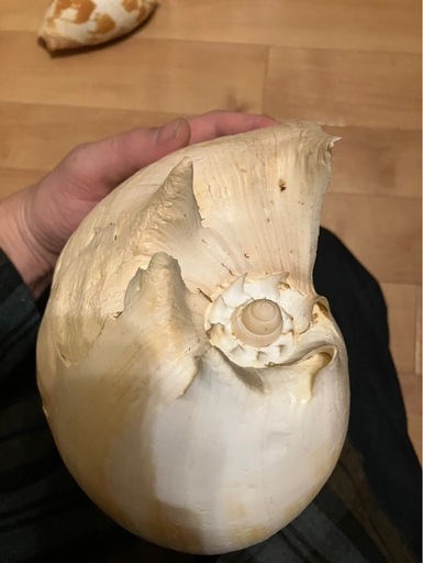 大きい貝殻ヤシガイ？？貝殻標本 (ホヌ) 大津のその他の中古あげます