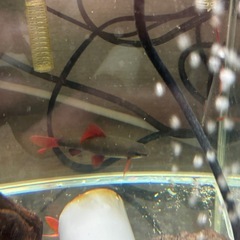 レッドテールブラックシャーク2匹熱帯魚の画像