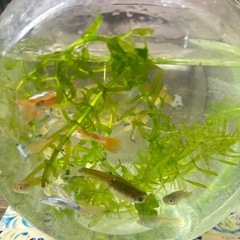 グッピー  10匹  アクアリウムボトル♡水草  ラムズホーン込♡の画像