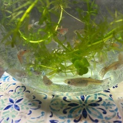 グッピー  10匹  アクアリウムボトル♡水草  ラムズホーン込♡の画像