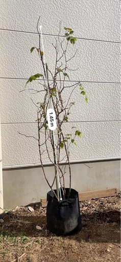 ERローズ  セット 超大苗長尺 3苗セット