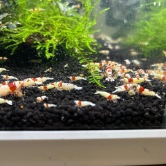 レッドビーシュリンプの画像